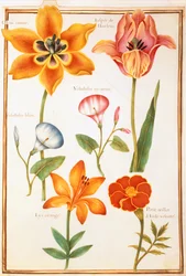 Two Tulips, Convolvulus, Lilium Bulbiferum and French Marigold
